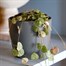Ceropegia Woodii Houseplant