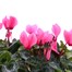 Cyclamen Salmon 6 Pack Boxed Bedding