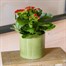 Kalanchoe Red Houseplant