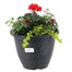 Linden Seasonal Bedding Planted Container 11 Inches - Summer