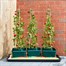 Smart Garden Tomato Gro-Box Triple Pack (6512007)