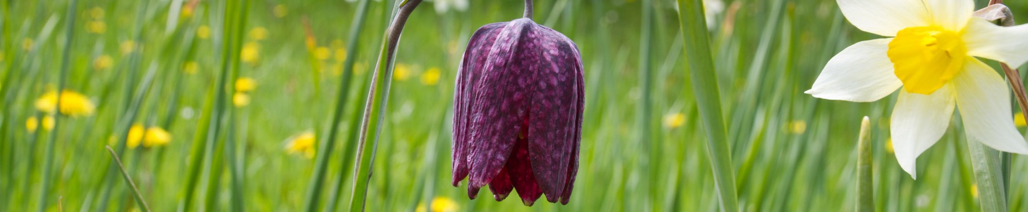 Fritillaria Bulbs