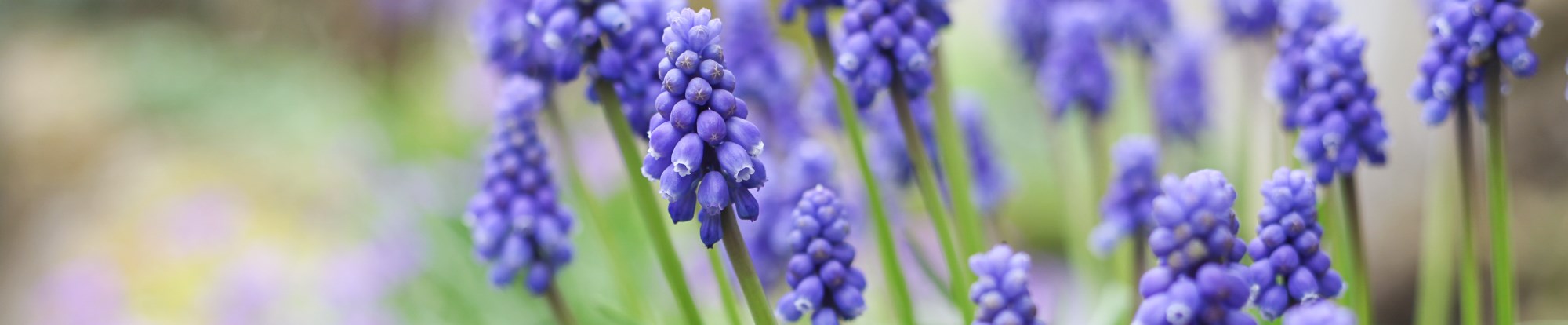 Muscari Bulbs