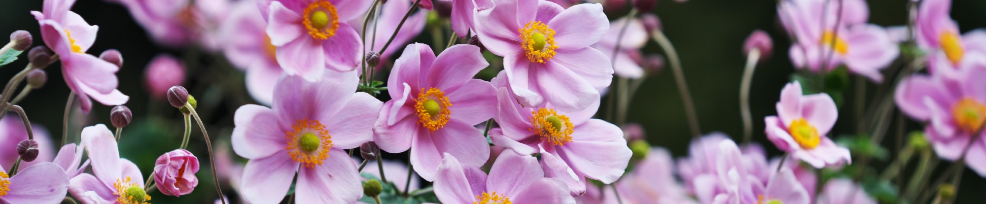 Perennial Plants in a 2L & 3L Pot