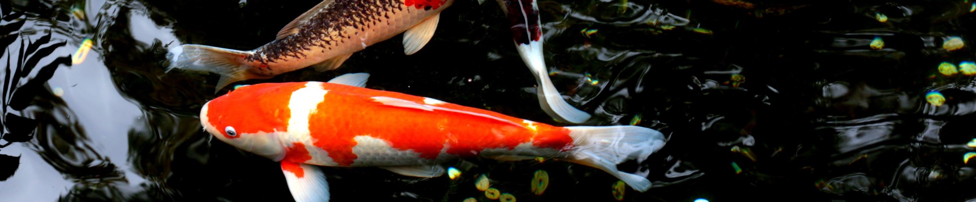 Pond Products