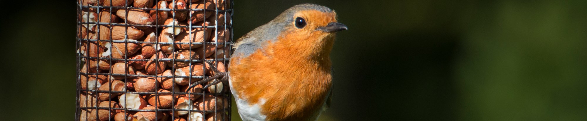 Wild Bird Feeders
